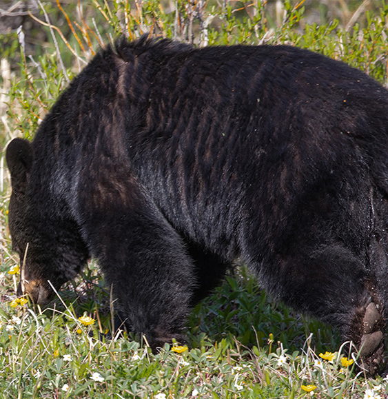 Bear-Black