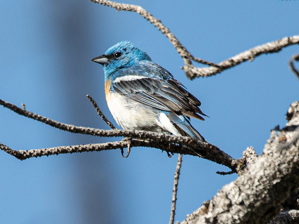  Bunting-Lazuli