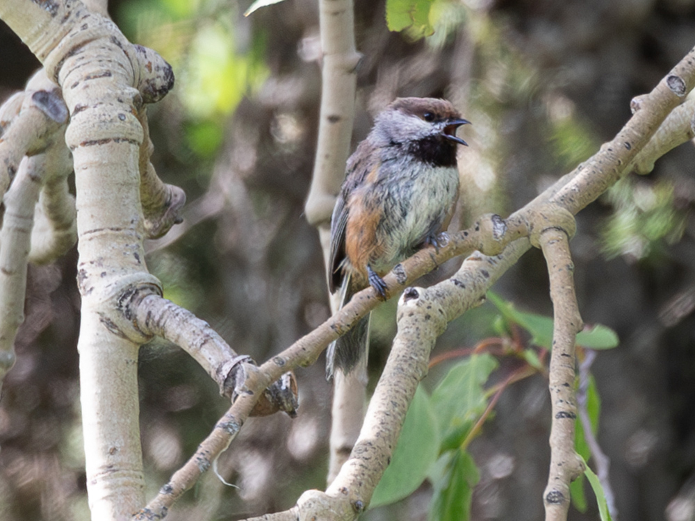 Chickadee-Boreal