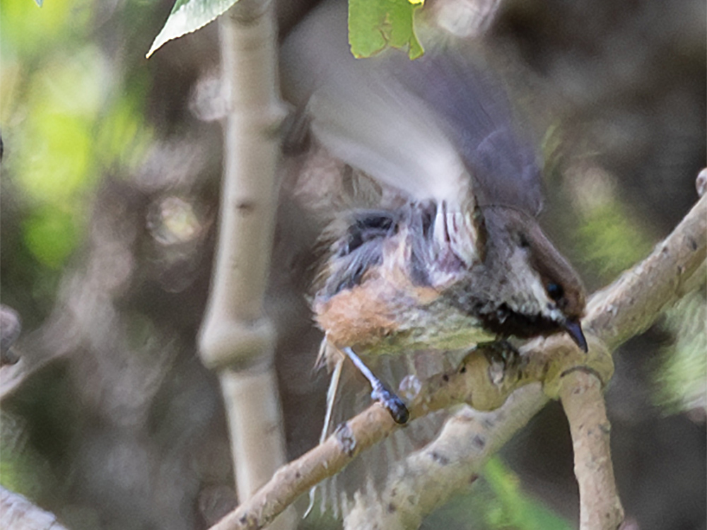 Chickadee-Boreal