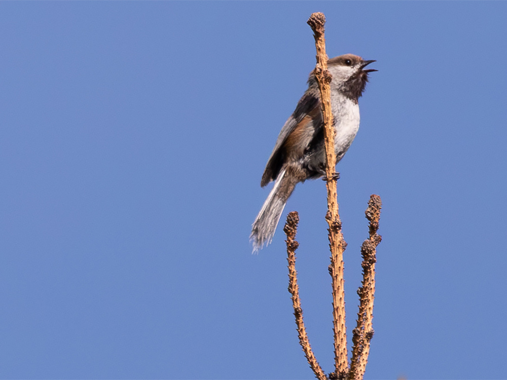Chickadee-Boreal