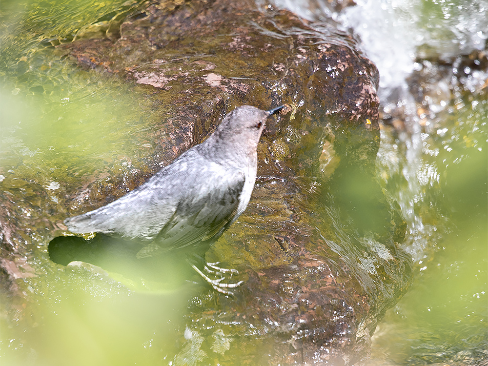 Dipper-American