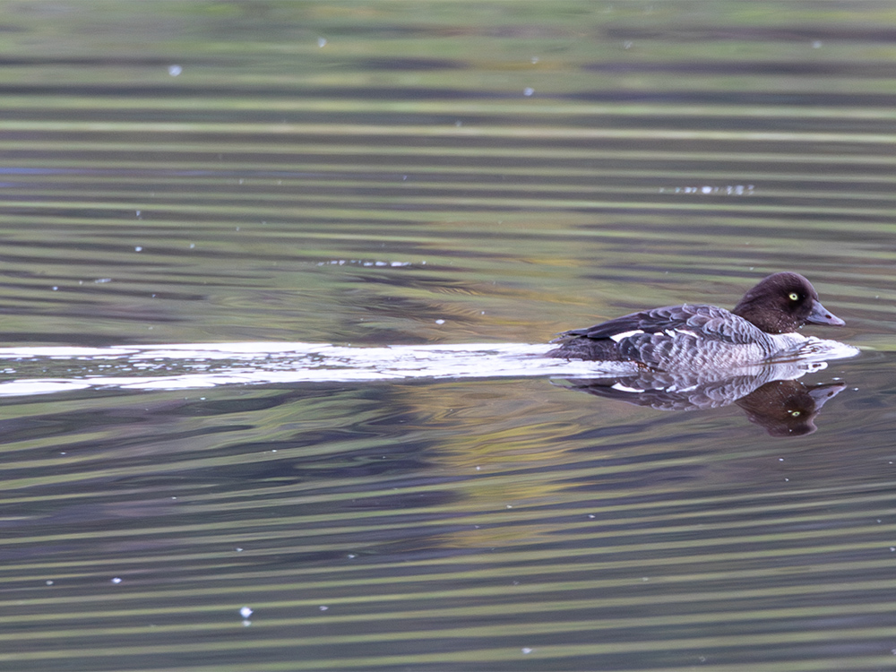  Duck-Goldeneye-Common