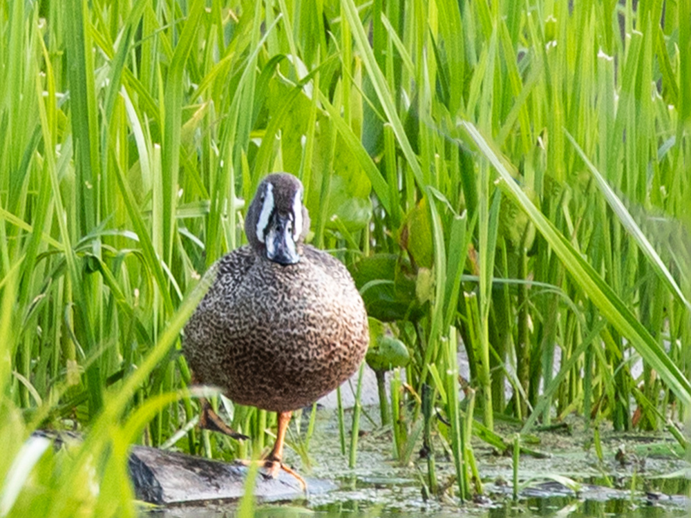  Duck-Teal-Blue-Winged