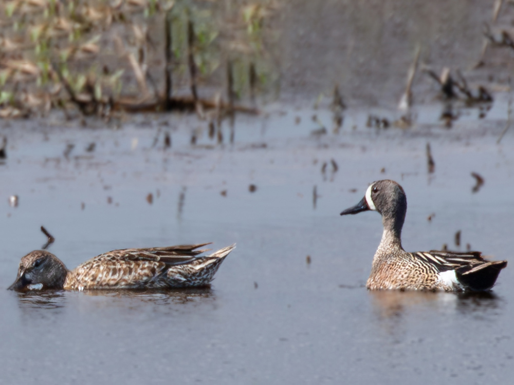  Duck-Teal-Blue-Winged