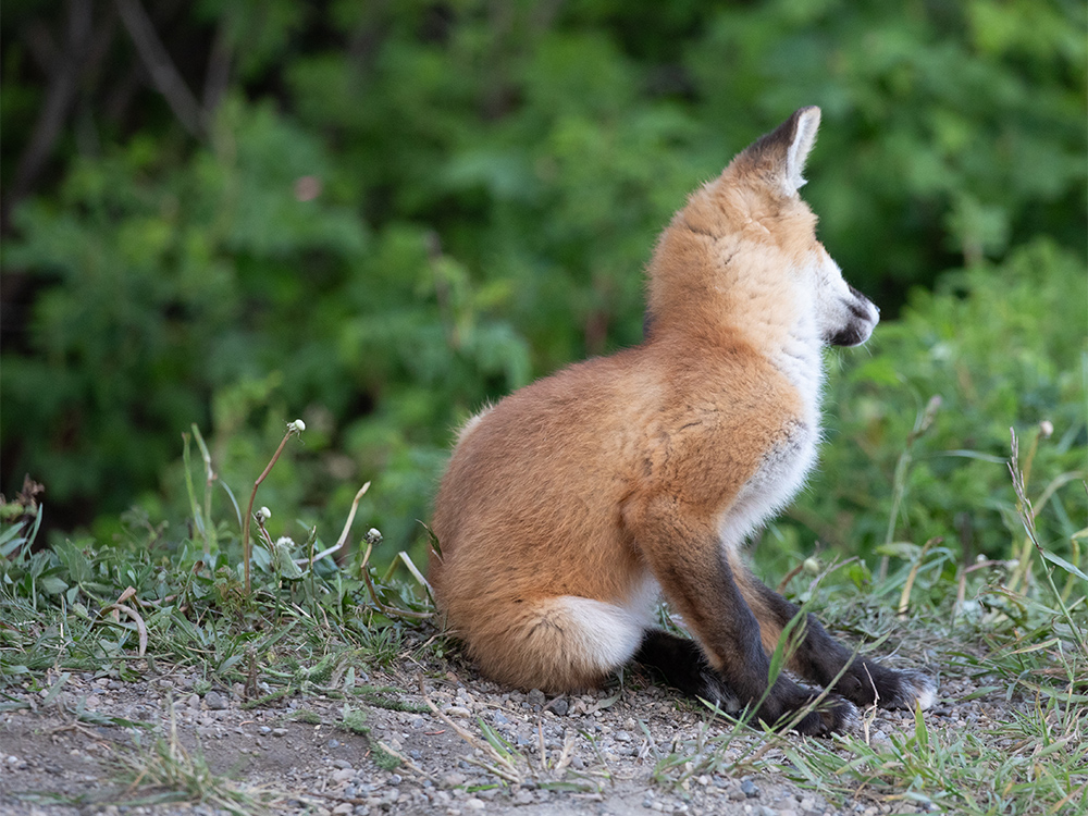  Fox-Red