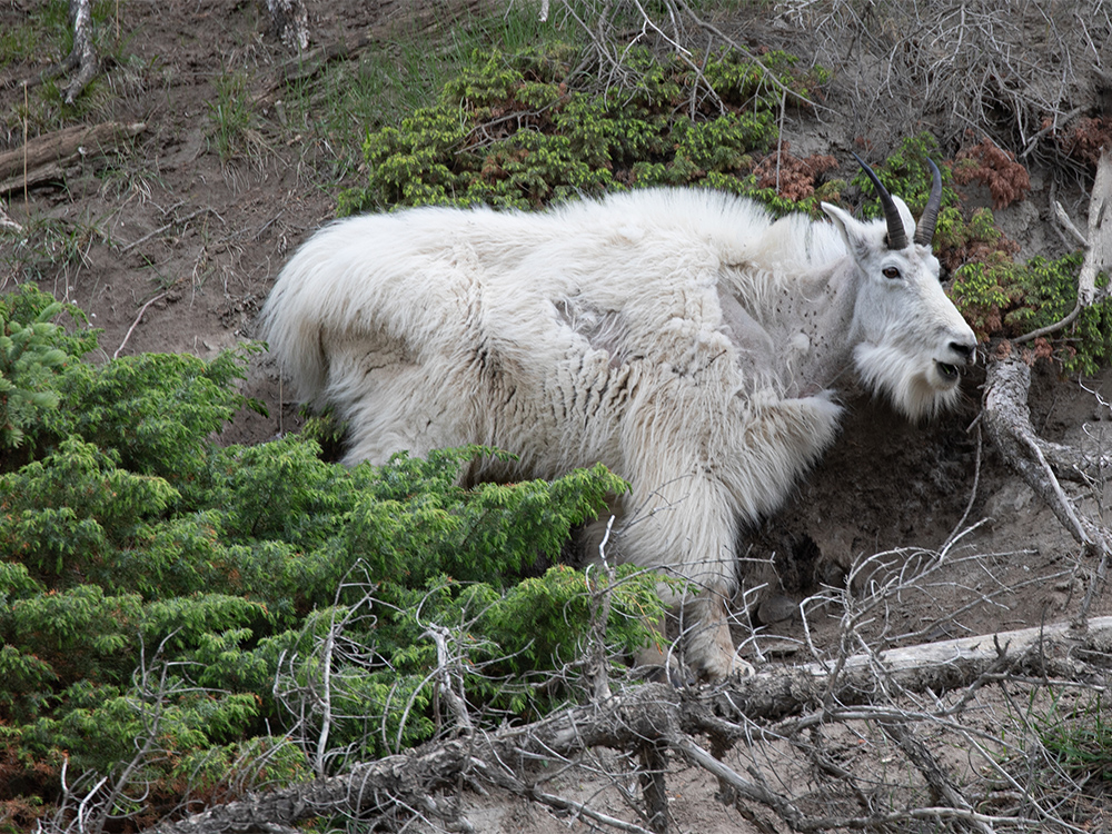 Goat-Mountain