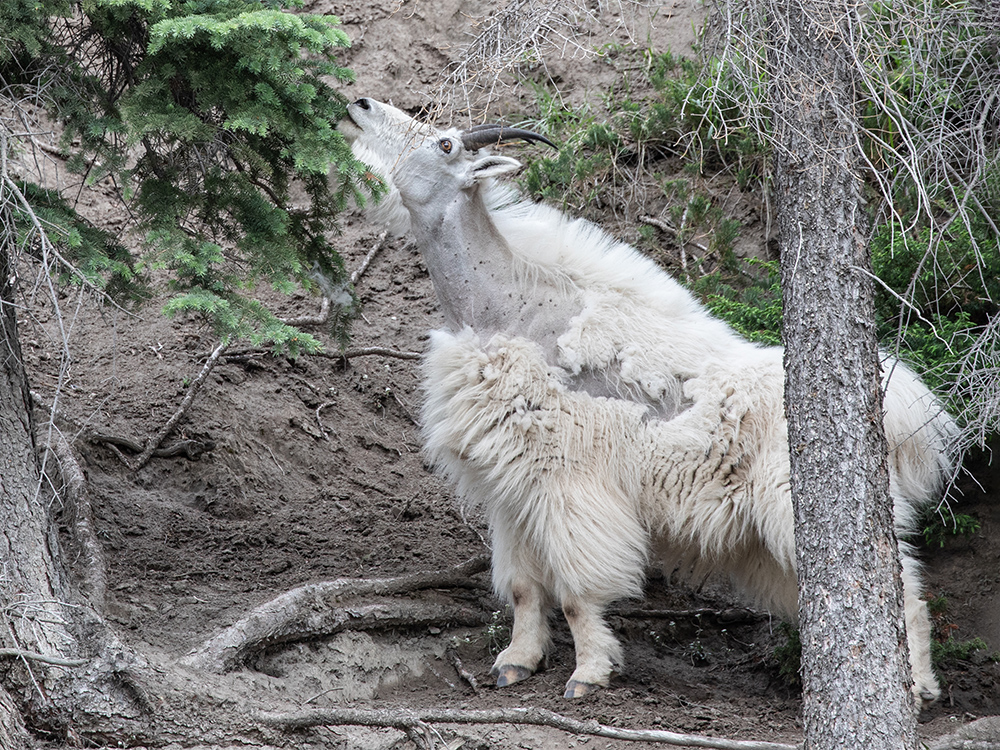 Goat-Mountain
