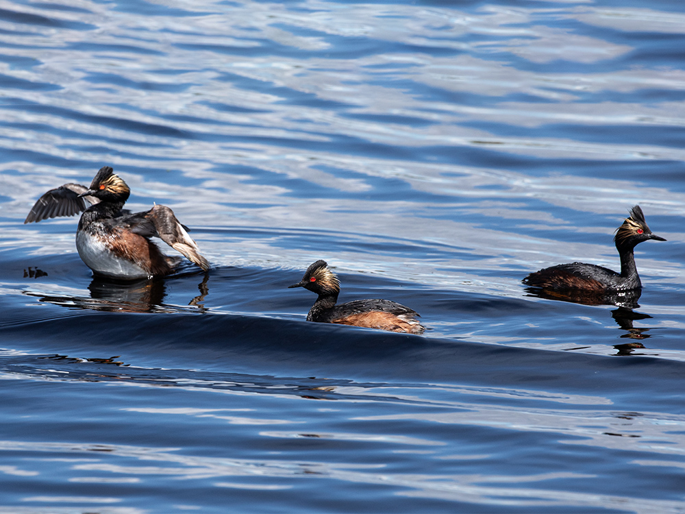  Grebe-Eared