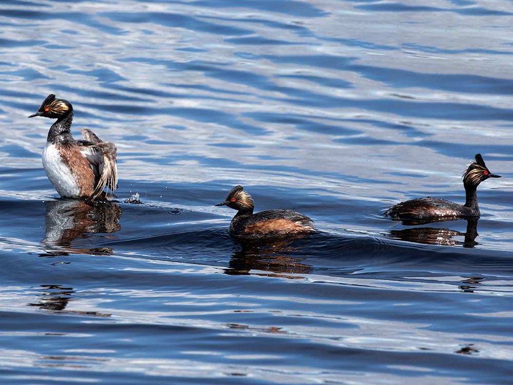  Grebe-Eared