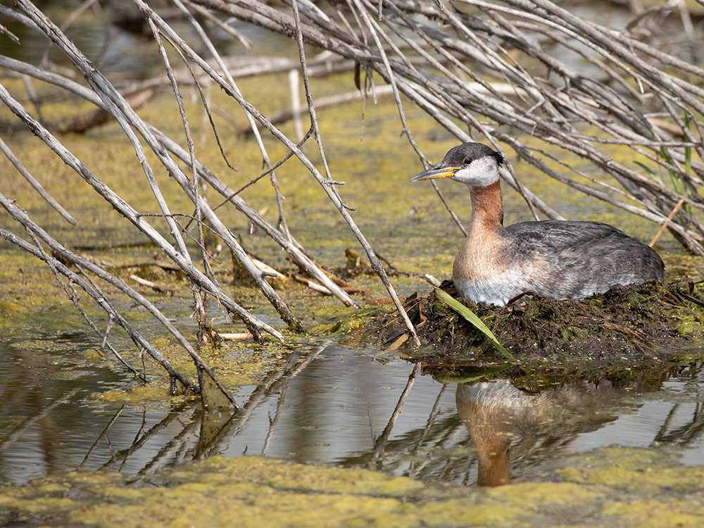   Grebe-Red-Necked