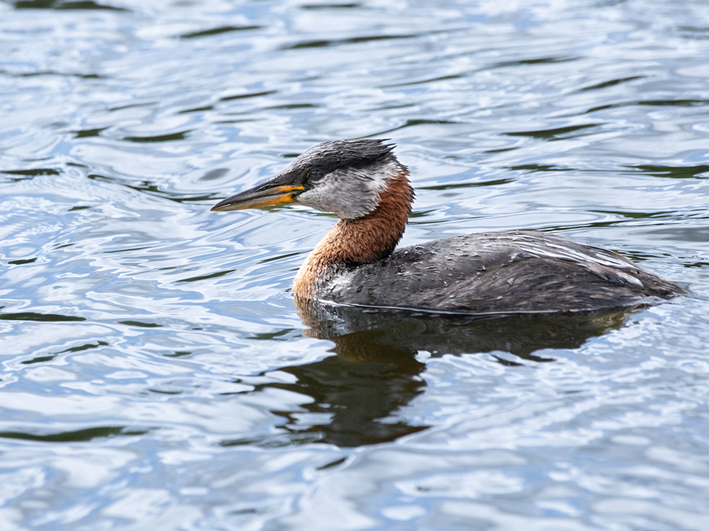   Grebe-Red-Necked