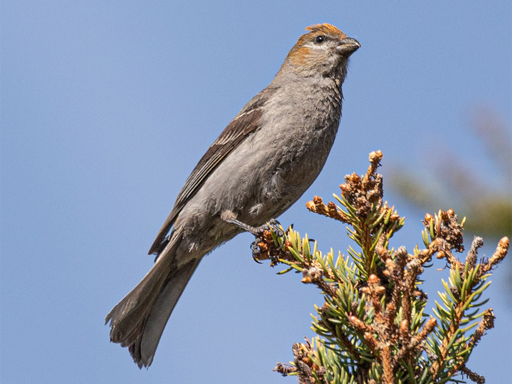  Grosbeak-Pine