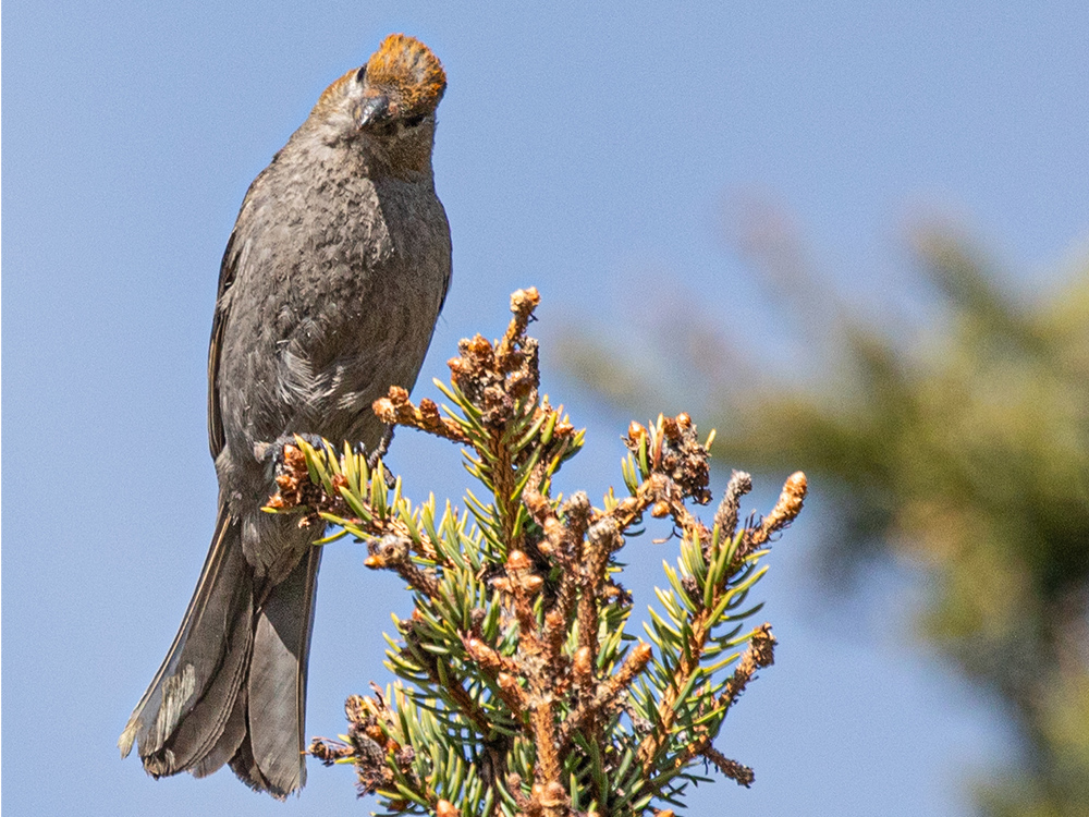 Grosbeak-Pine