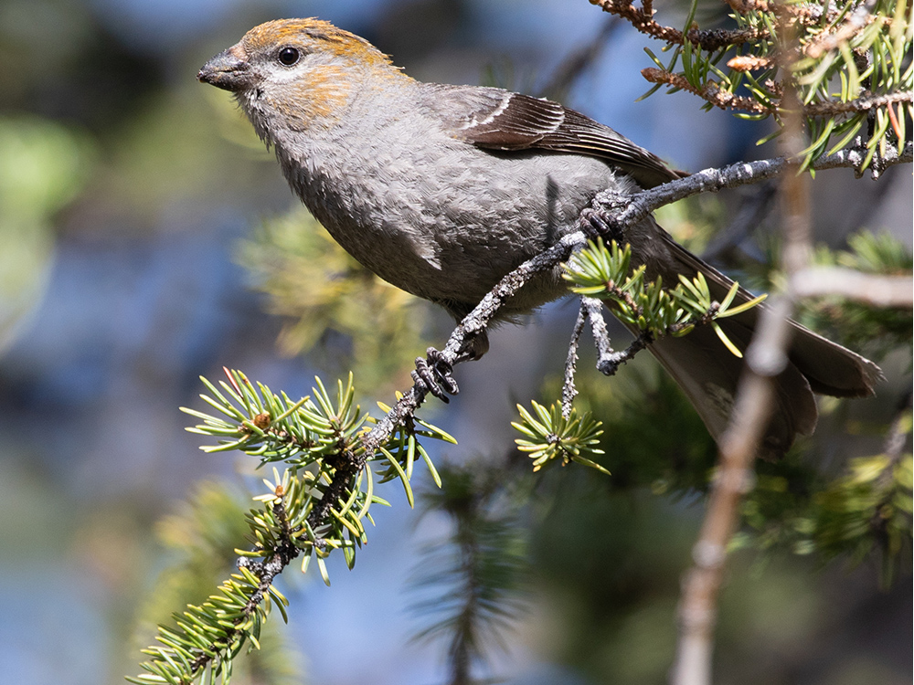 Grosbeak-Pine
