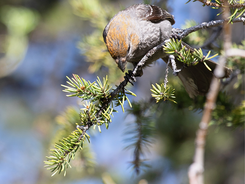 Grosbeak-Pine