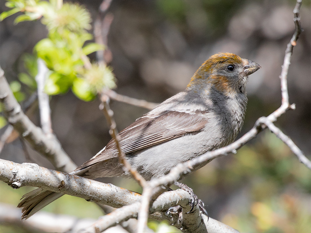 Grosbeak-Pine