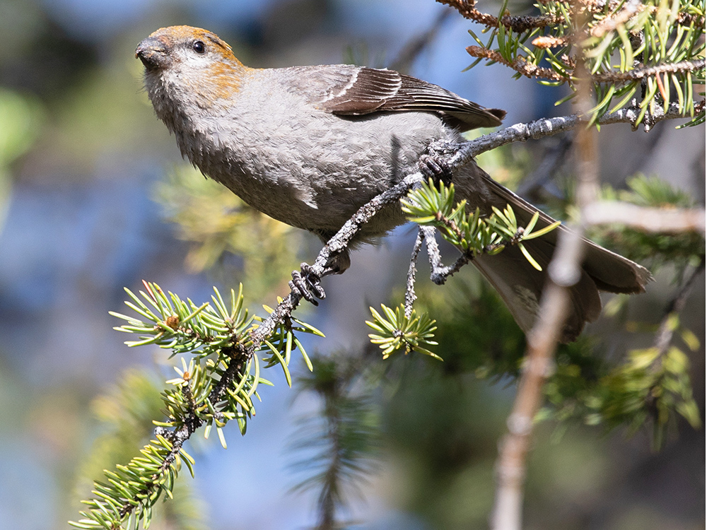Grosbeak-Pine