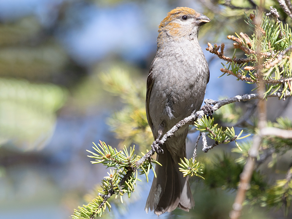 Grosbeak-Pine