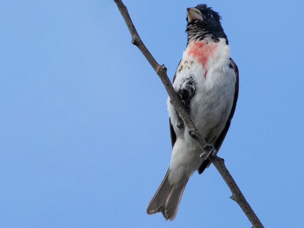  Grosbeak-Rose-Breasted