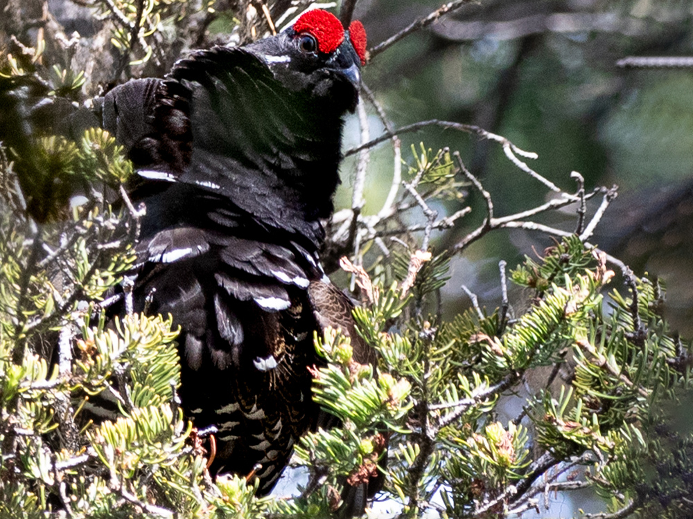 Grouse-Ruffed