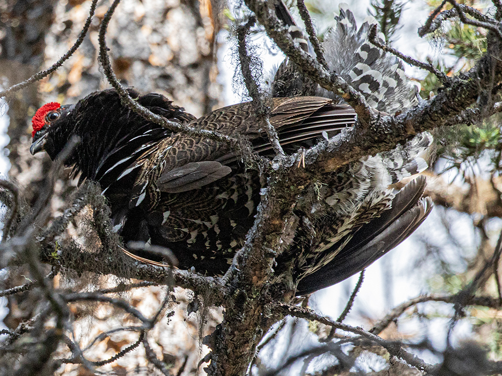 Grouse-Ruffed