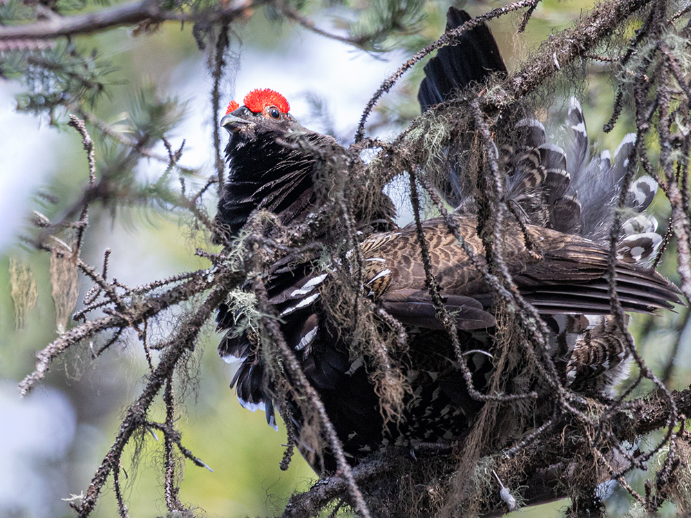 Grouse-Ruffed