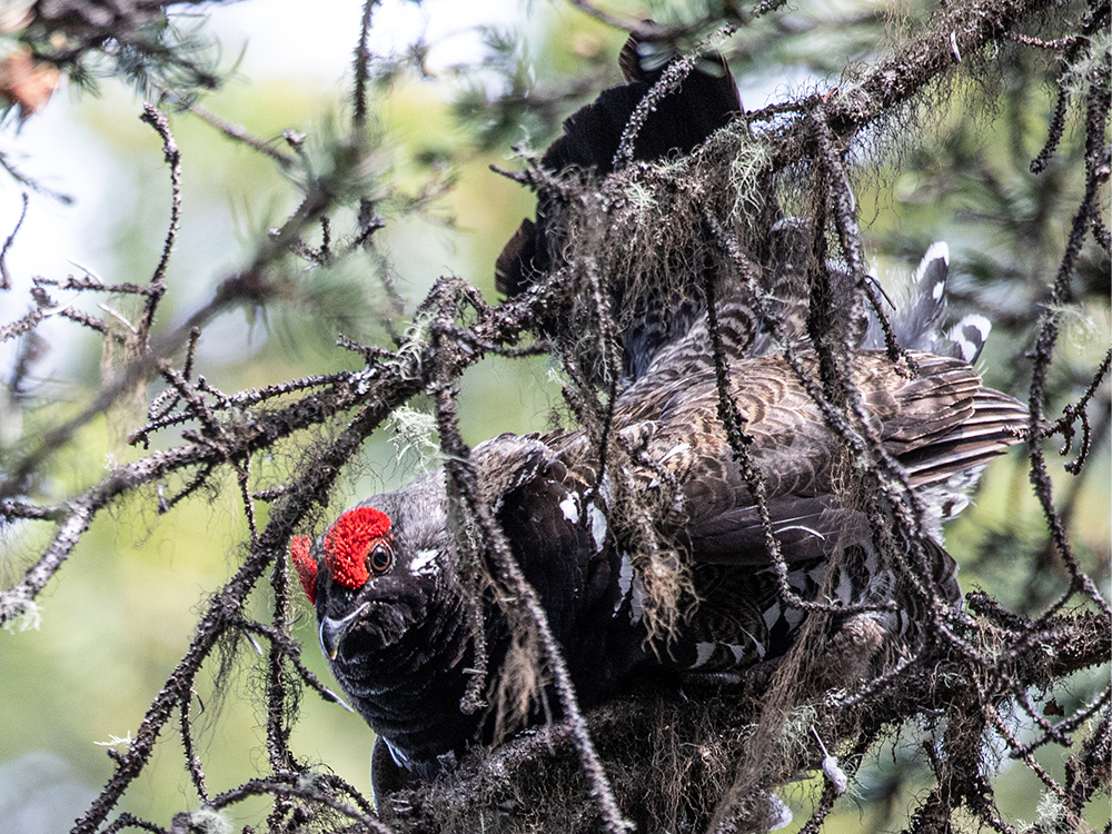 Grouse-Ruffed