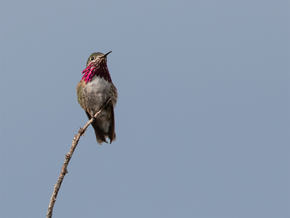 Hummingbird-Calliope