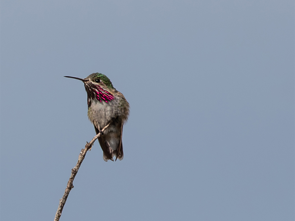  Hummingbird-Calliope