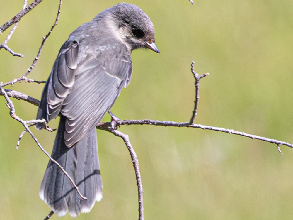 Jay-Canada