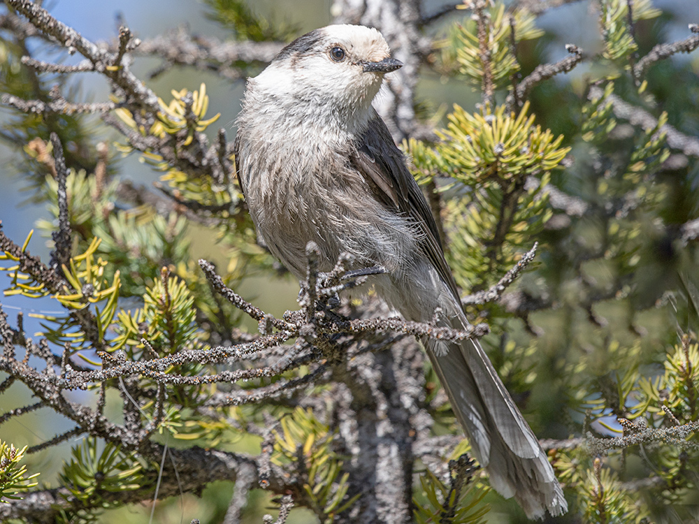 Jay-Canada