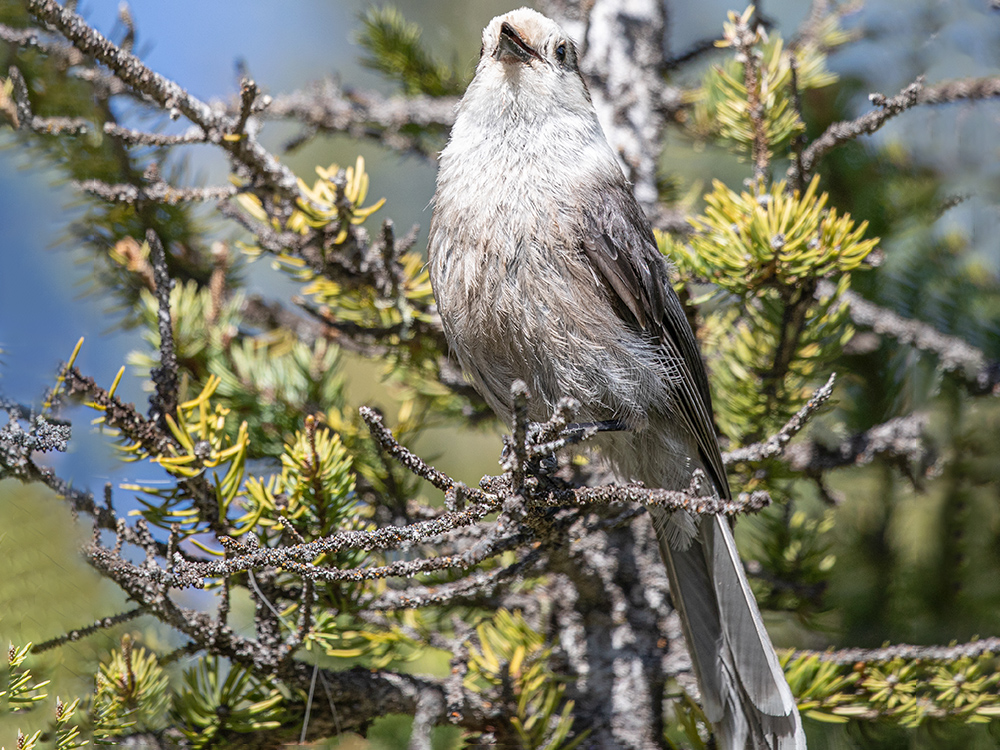  Jay-Canada