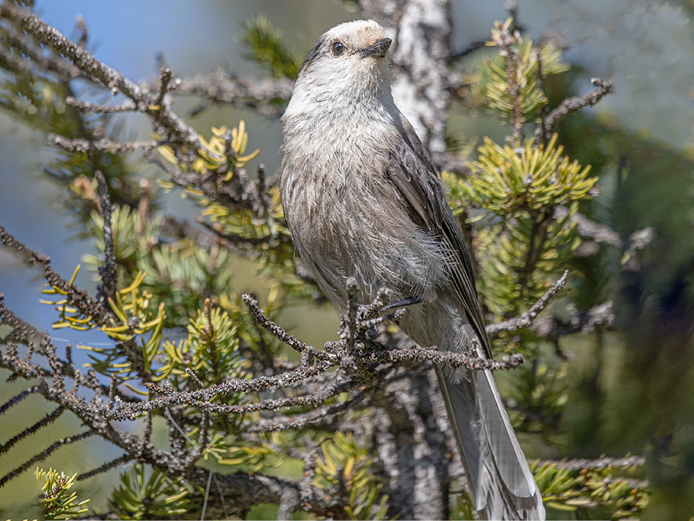 Jay-Canada