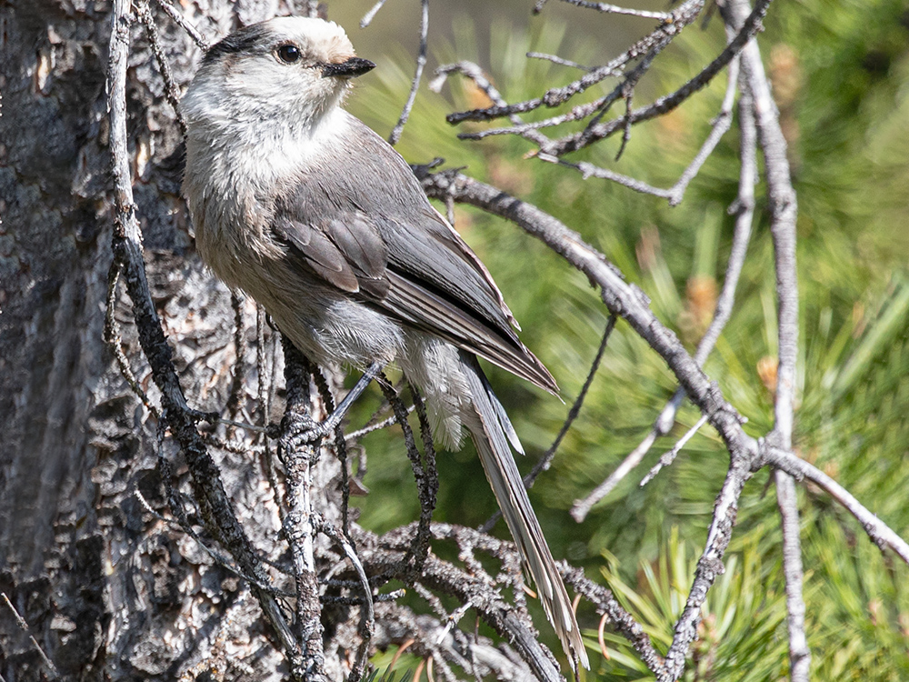 Jay-Canada