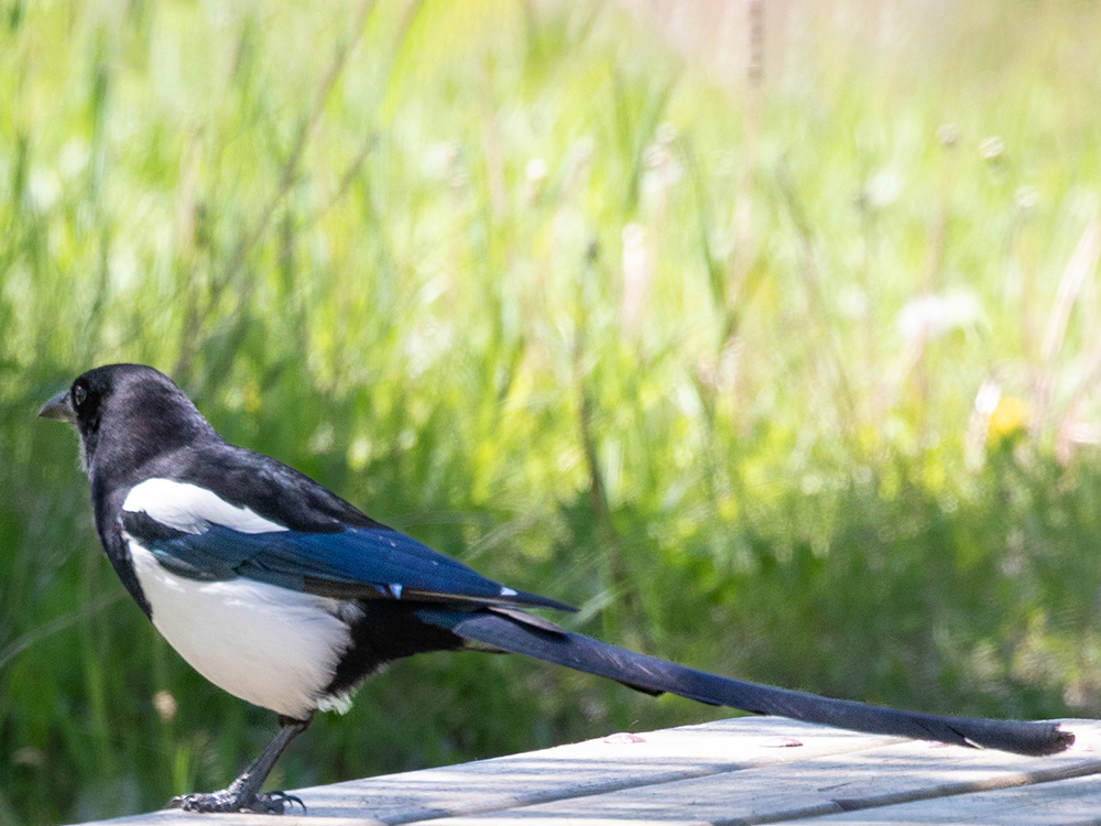  Magpie