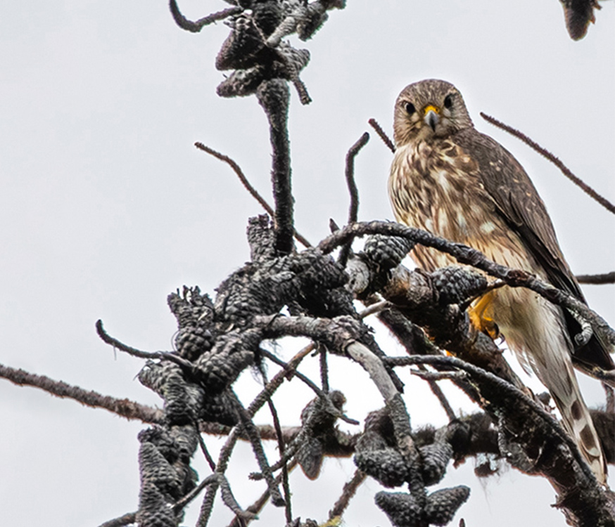 Merlin