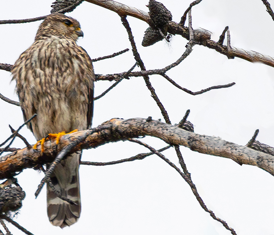 Merlin