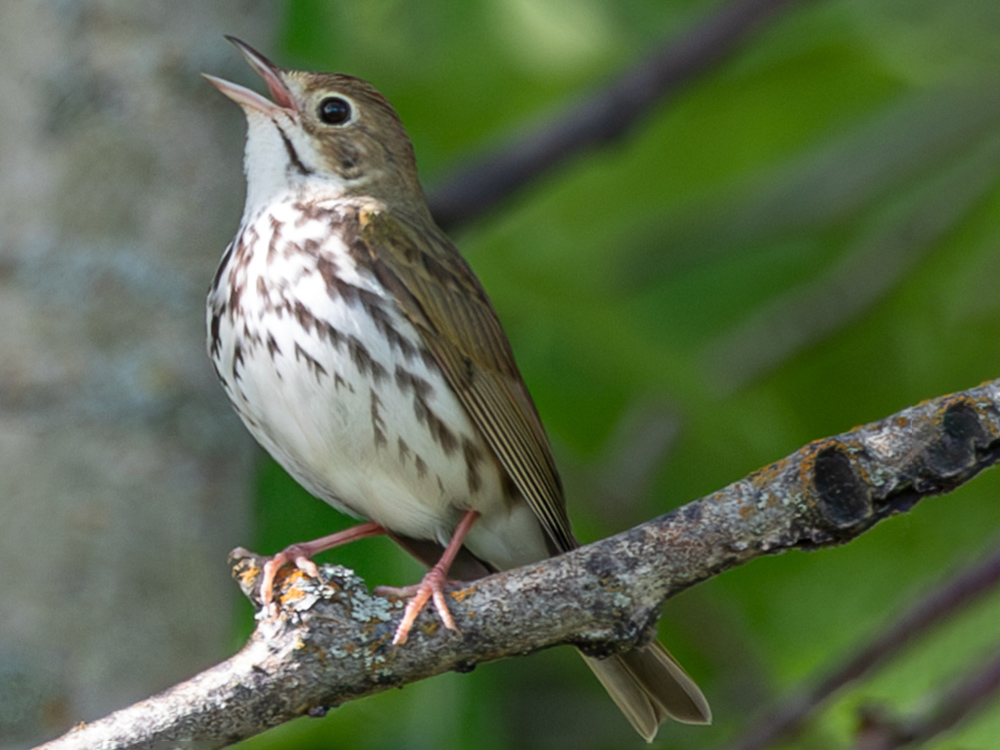Ovenbird