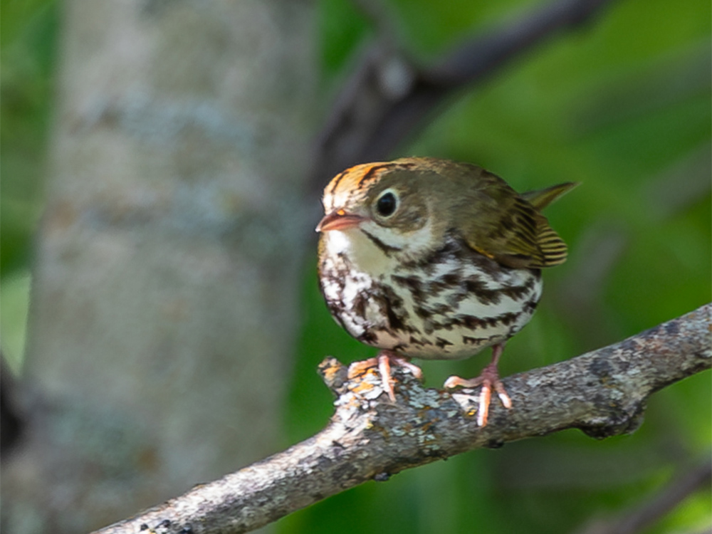 Ovenbird