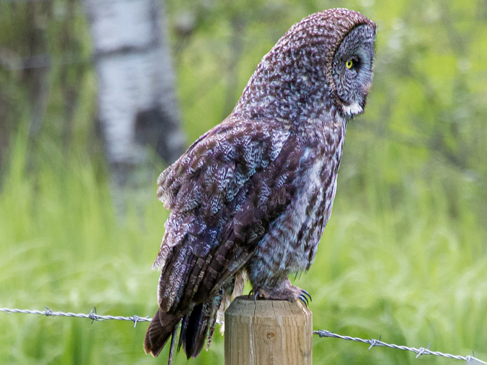 Owl-Great-Grey
