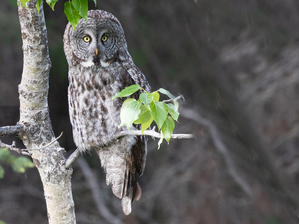 Owl-Great-Grey