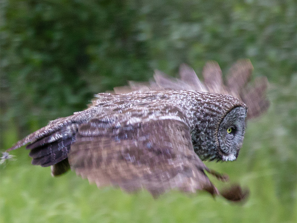 Owl-Great-Grey