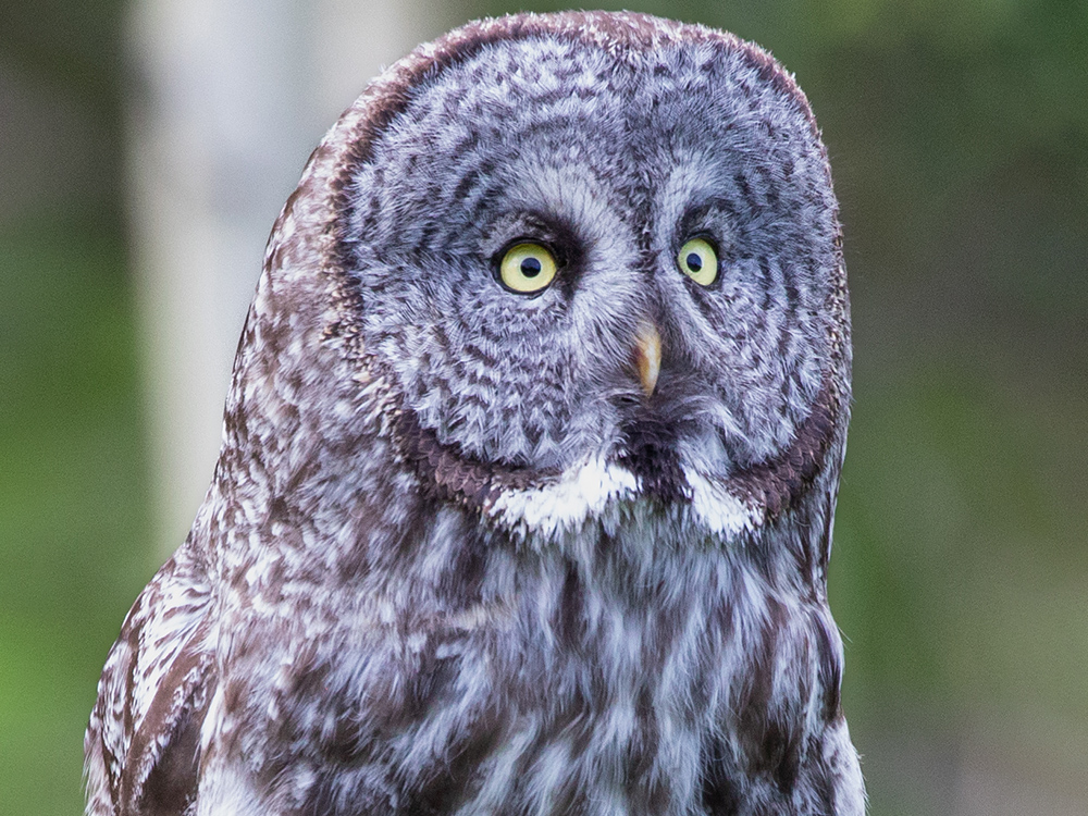 Owl-Great-Grey