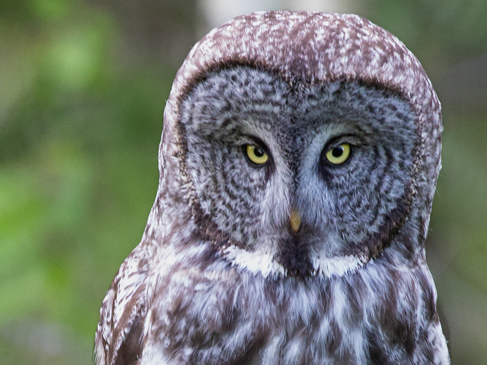 Owl-Great-Grey