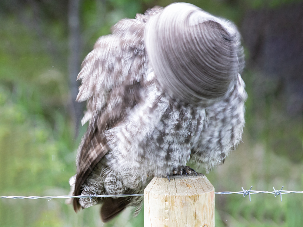 Owl-Great-Grey