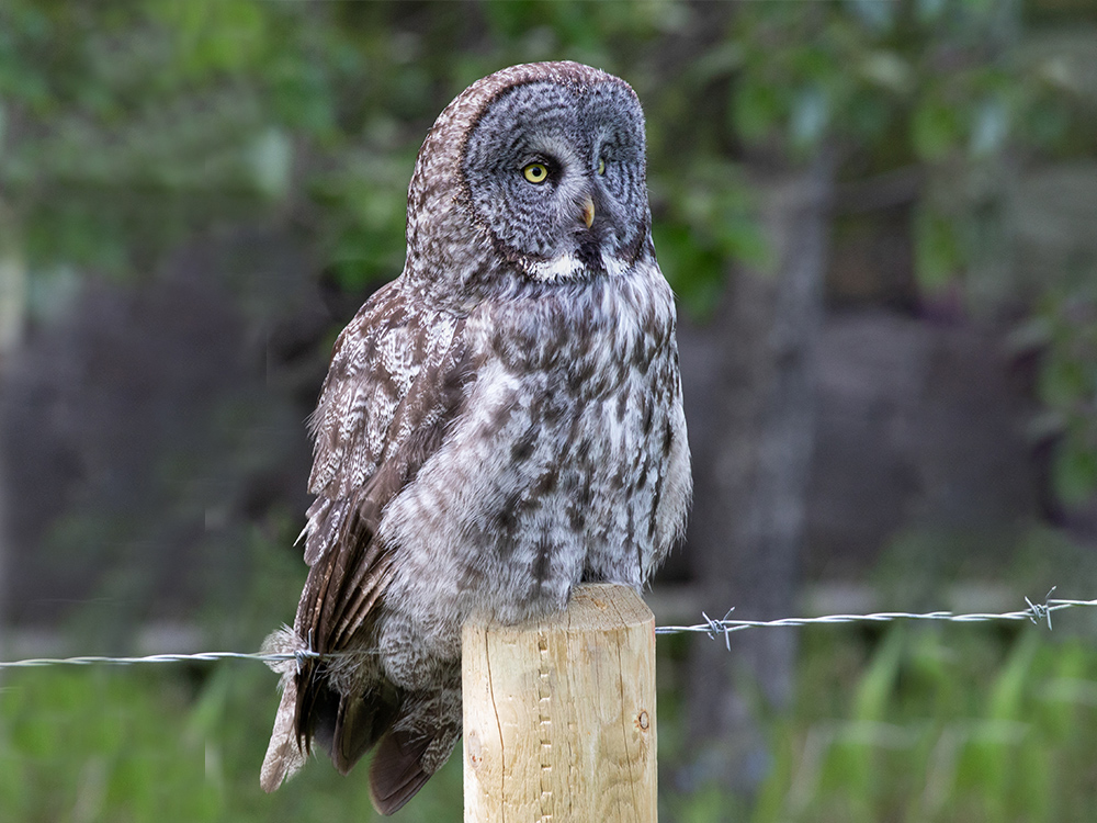 Owl-Great-Grey