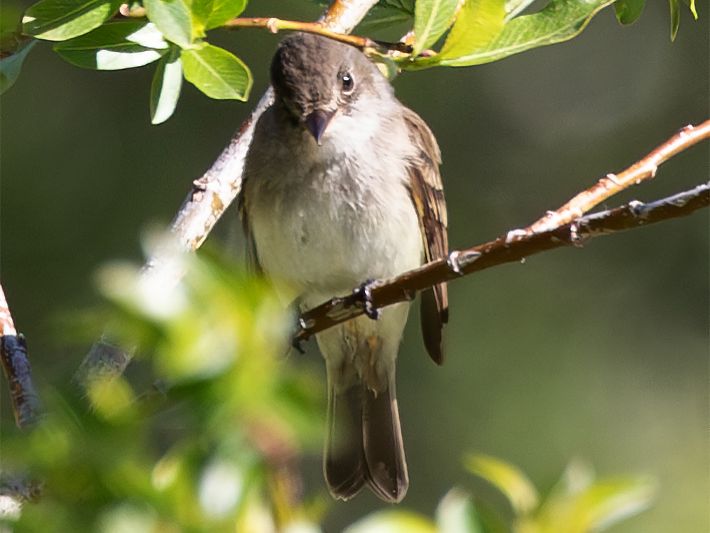 Pewee-Western-Wood