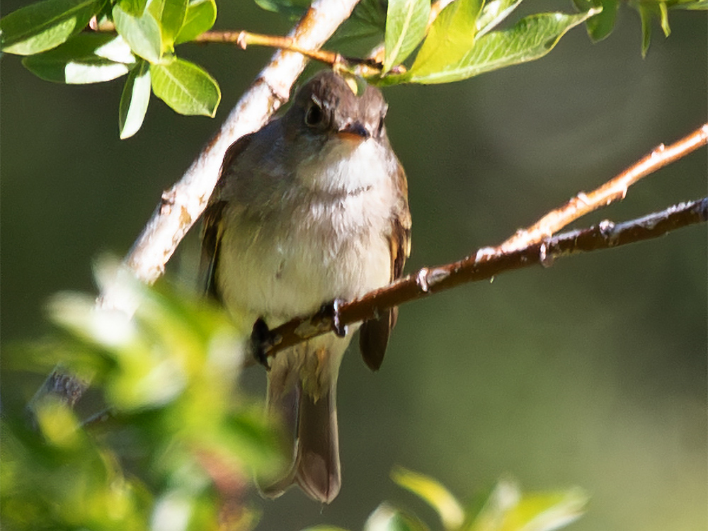 Pewee-Western-Wood