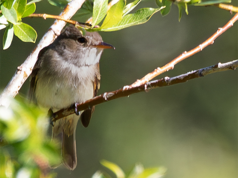Pewee-Western-Wood